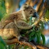 Koala - Phascolarctos cinereus o2824